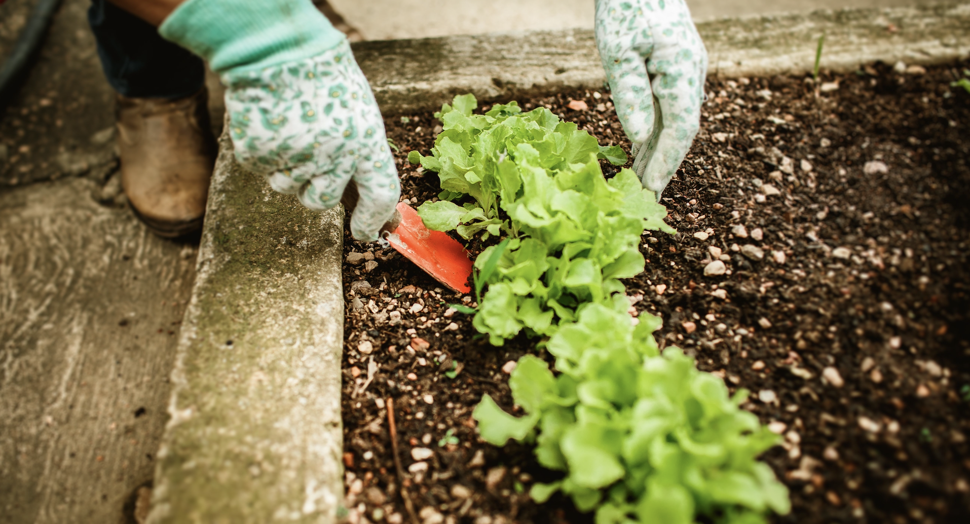 12 Beginner Vegetable Garden Mistakes That Can Ruin Your First Harvest