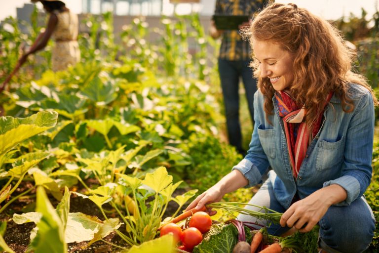 12 Easy Ways to Preserve a Garden Harvest Without Wasting Food