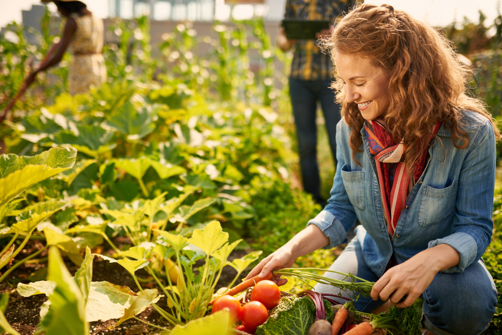 12 Easy Ways to Preserve a Garden Harvest Without Wasting Food