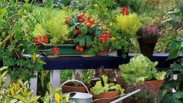 15 Practical Ways to Make a Small Backyard More Self-Sufficient