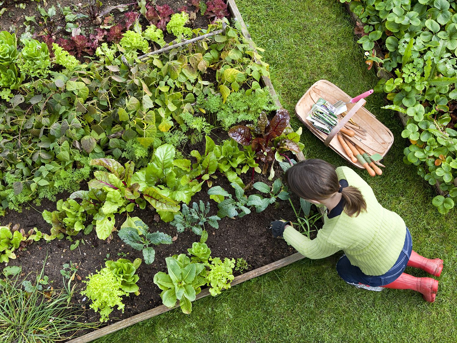 Build a Small Seed-Starting and Propagation Area