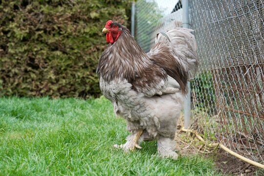 Chicken Run