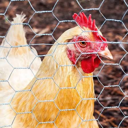 Chicken Wire vs. Hardware-Style Mesh: Why the Difference Matters
