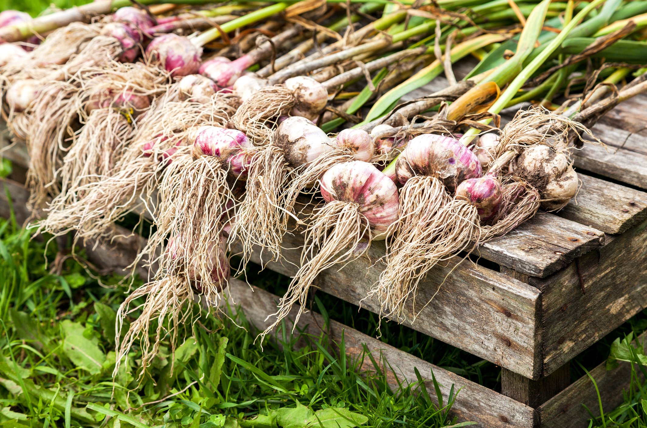 Cure Onions and Garlic Until the Outer Layers Are Fully Dry