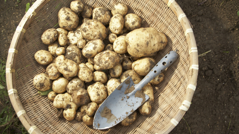 Cure Potatoes Before Long-Term Storage