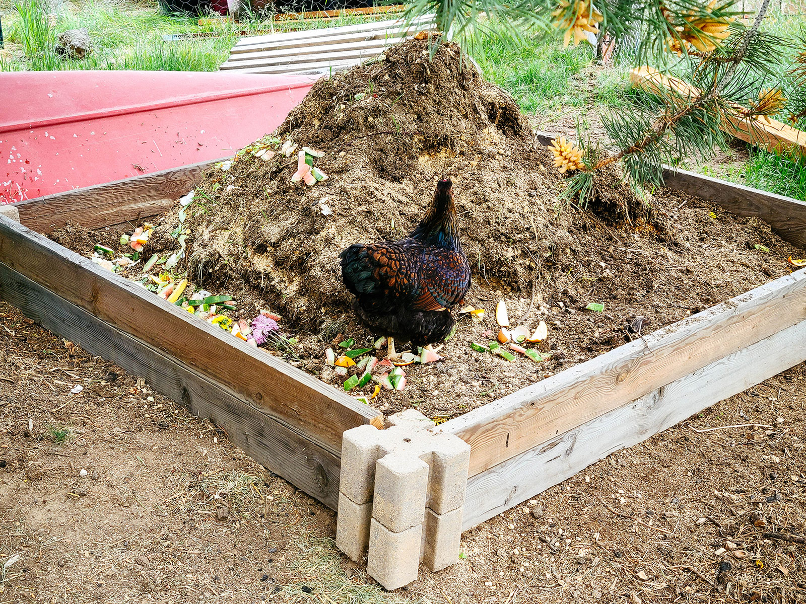 Dedicated Covered Dust-Bathing Zone