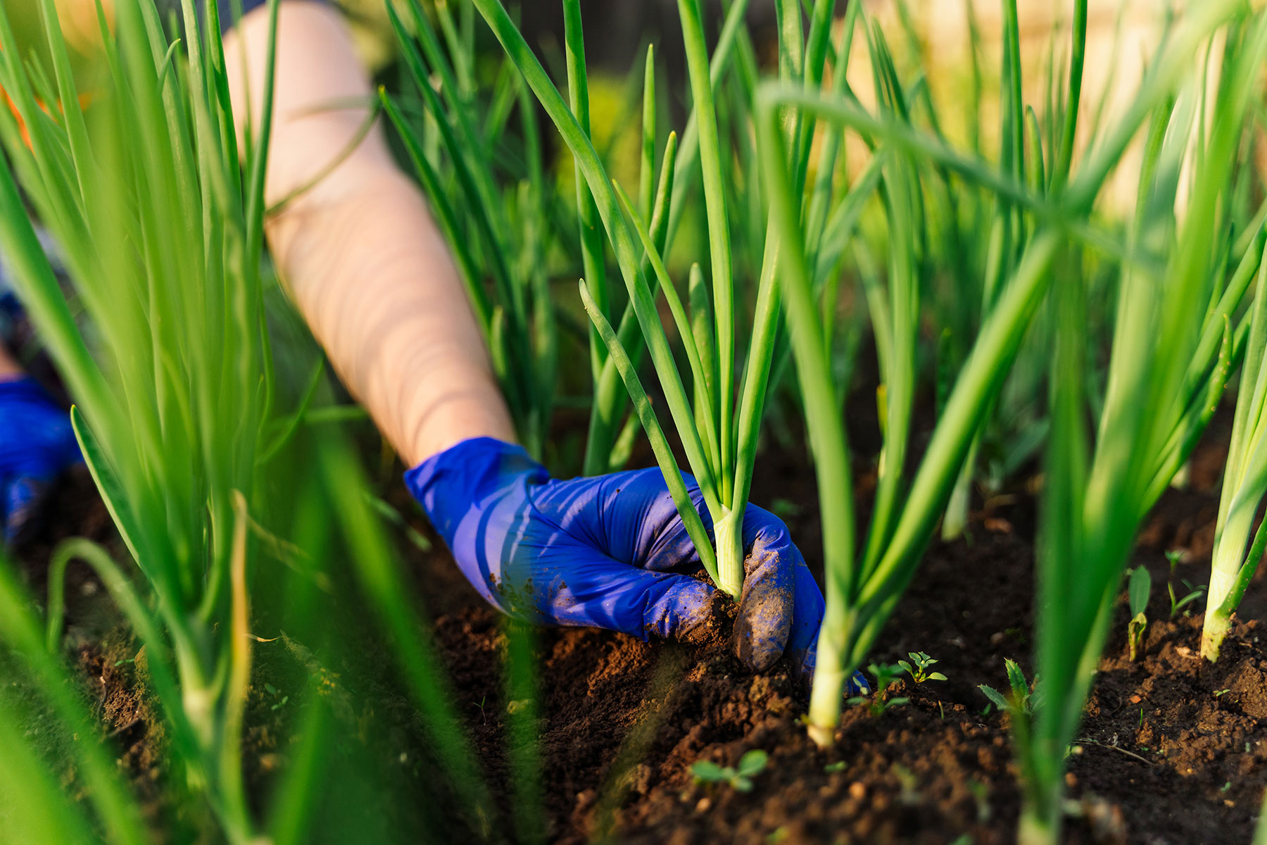 Grow Some Crops Specifically for Preservation