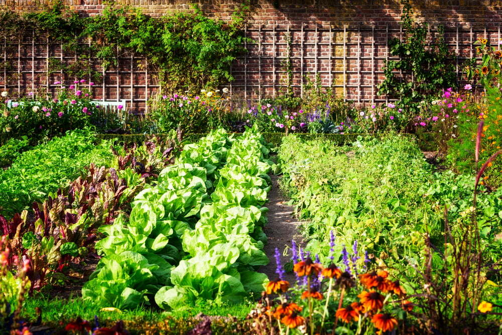 High-Value Vegetable Garden