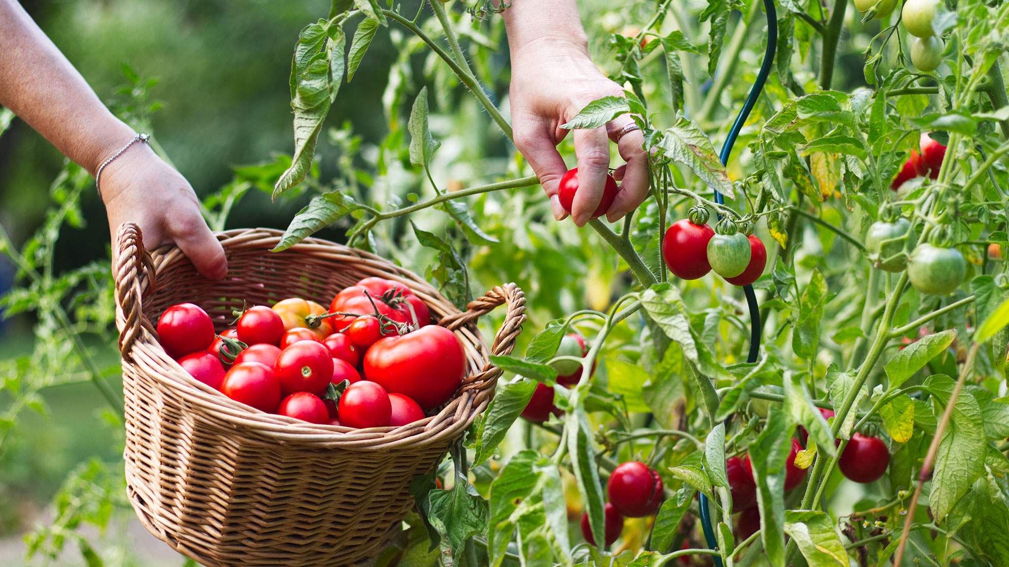Keep Tomatoes Out of the Refrigerator Until They Need It