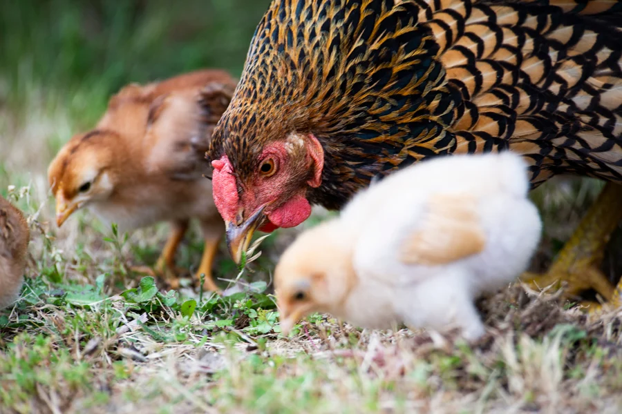 Keep a Small Flock of Chickens If the Property and Local Rules Support It