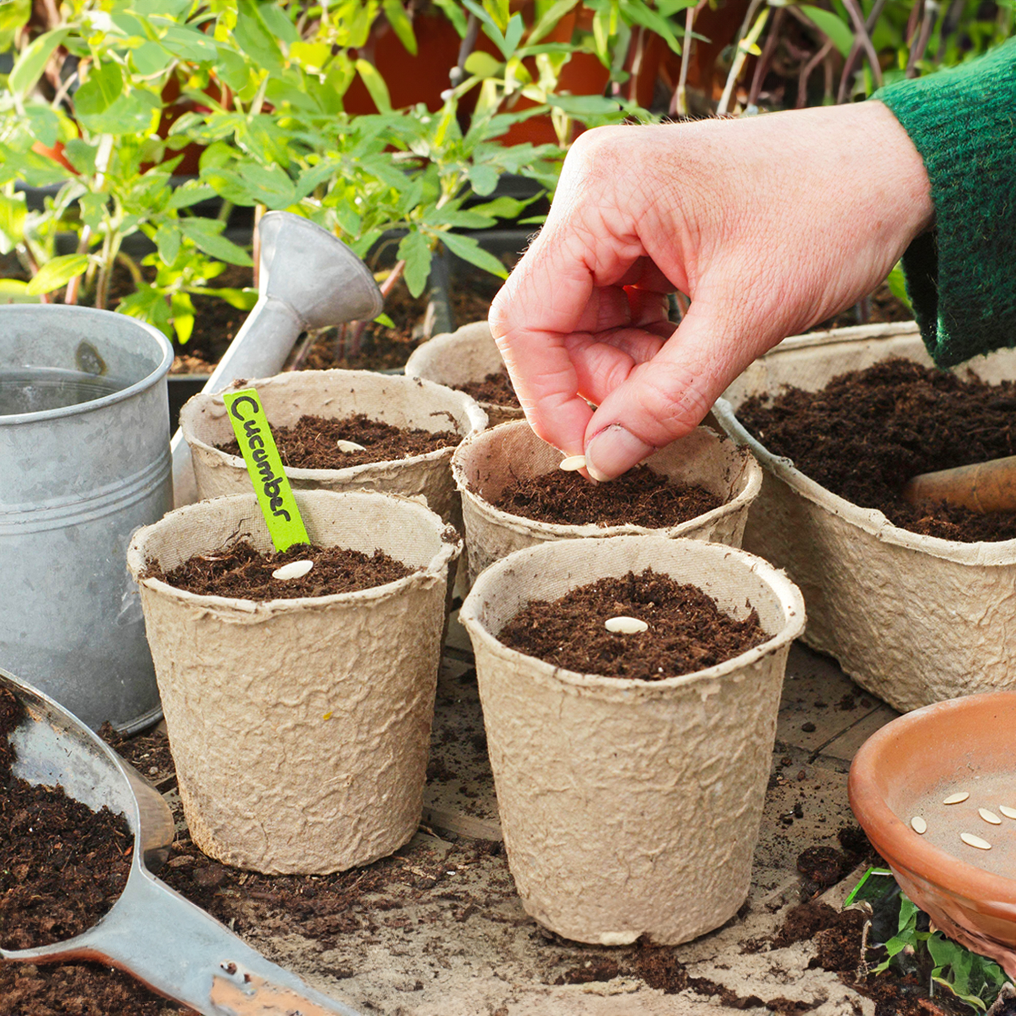 Learn to Save Seed From a Few Appropriate Crops