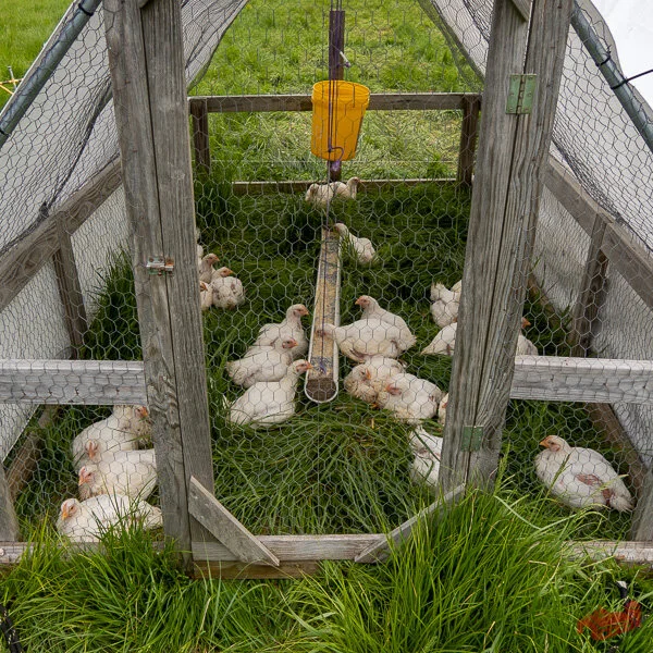 Mobile Run or Chicken Tractor