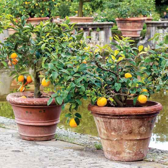 Plant Dwarf Fruit Trees