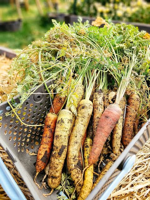 Store Carrots and Other Root Crops Where They Cannot Dry Out